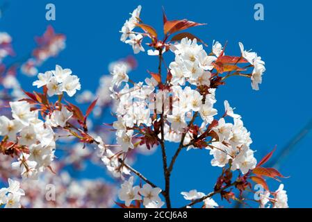 Cerisiers en fleurs sur la plate-forme d'observation de Tkagiyama, dans la région d'Okusenbon, au mont Yoshino, Nara, au Japon. Le Mont Yoshino fait partie du site du patrimoine mondial de l'UNESCO. Banque D'Images