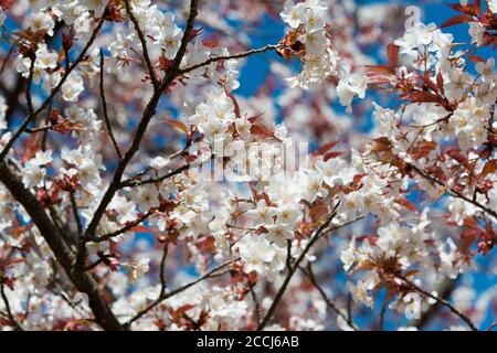 Cerisiers en fleurs sur la plate-forme d'observation de Tkagiyama, dans la région d'Okusenbon, au mont Yoshino, Nara, au Japon. Le Mont Yoshino fait partie du site du patrimoine mondial de l'UNESCO. Banque D'Images