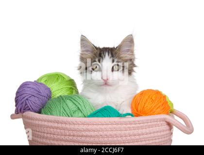 Adorable tabby chaton gris et blanc à poil long qui sort d'un panier de fils, regardant directement le spectateur. Isolé sur blanc. Banque D'Images