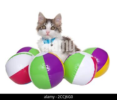 Chatons de tabby gris et blanc longs portant un col bleu avec une cloche entourée de petits ballons de plage, isolés sur du blanc. Banque D'Images