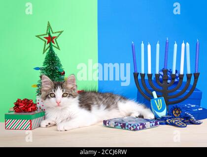 Adorable chaton gris et blanc qui se pose entre Noël et Hanukkah scènes regardant le spectateur. Chrismukkah. Banque D'Images