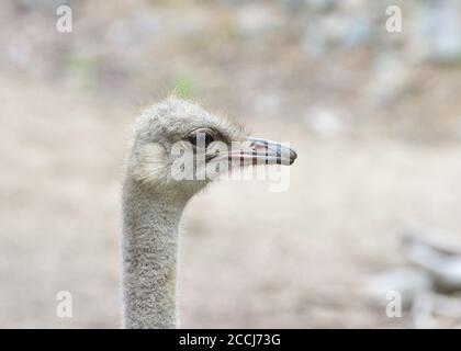 Portrait d'un autruche mâle regardant le spectateur à droite. L'autruche est un grand oiseau sans vol originaire d'Afrique. Banque D'Images