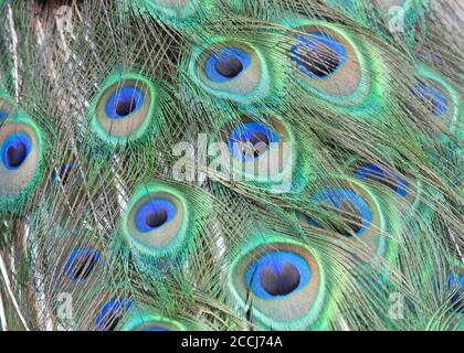 plumes de queue de paon mâles de derrière et d'en haut comme plumes vers le bas et fermées. Les paons sont célèbres pour leur beau plumage. Banque D'Images