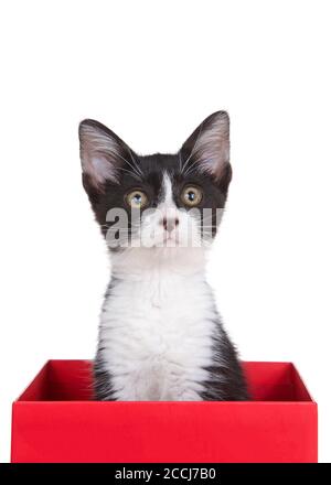 Chaton noir et blanc de tuxedo assis dans une boîte rouge regardant légèrement vers le haut vers les spectateurs à droite. Isolé sur blanc Banque D'Images