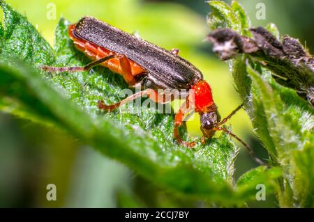 coléoptère doux de soldat noir rouge dans la prairie naturelle de la saison verte Banque D'Images