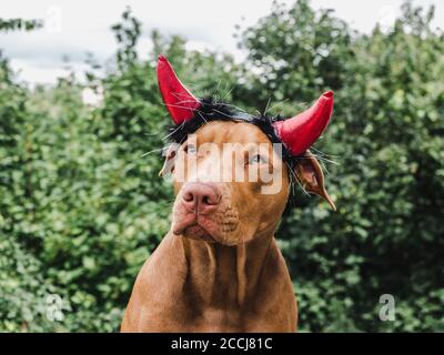 Adorable, joli chiot de couleur chocolat. Libre Banque D'Images