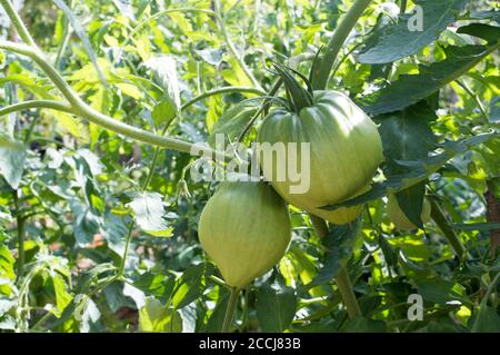 Tomates non mûres poussant sur la vigne, espèces Beefsteak ou Ox-coeur tomate du jardin à la maison à Dalmatie, Croatie Banque D'Images