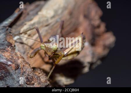 gros plan d'une mante en prière sur une branche nature Banque D'Images