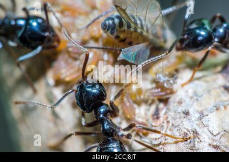 petits fourmis brillants noirs qui lavent les pucerons sur un vieux arbre Banque D'Images