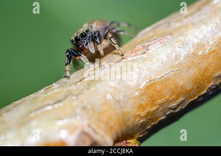 petite araignée jumping semble mignon dans l'appareil photo sur un ancien arbre Banque D'Images