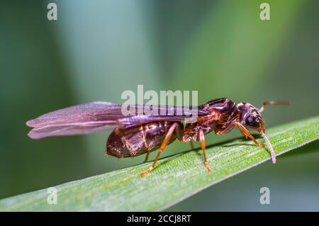 petite mouche sur la lame d'herbe Banque D'Images