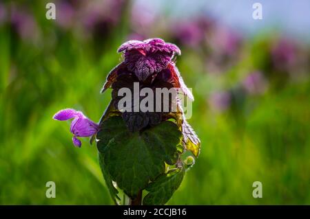 ortie morte rose dans la nature fraîche du printemps Banque D'Images