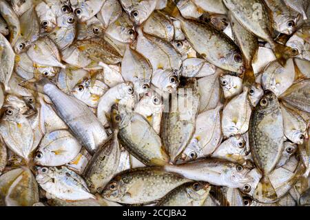 Vue panoramique sur un plateau de poisson fraîchement pêché exposé sur un marché asiatique de produits. Banque D'Images