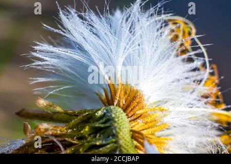 gouttes de pluie aux graines de coltsfoot après le temps de floraison Banque D'Images