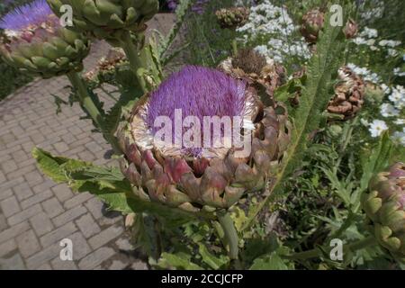 Tête de fleur d'un globe Artichoke Thistle ou Cardoon (Cynara cardunculus var. Scolymus) poussant dans un jardin de campagne à Devon rural, Angleterre, Royaume-Uni Banque D'Images