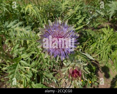 Tête de fleur d'un globe Artichoke Thistle ou Cardoon (Cynara cardunculus var. Scolymus) poussant dans un jardin de campagne à Devon rural, Angleterre, Royaume-Uni Banque D'Images