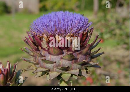 Tête de fleur d'un globe Artichoke Thistle ou Cardoon (Cynara cardunculus var. Scolymus) poussant dans un jardin de campagne à Devon rural, Angleterre, Royaume-Uni Banque D'Images