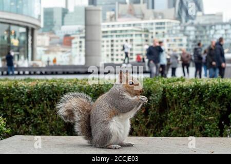 Animal sauvage à Londres avec écureuil gris de l'est ou Sciurus carolinensis en milieu urbain comme modification de l'habitat de la faune à Londres, Royaume-Uni Banque D'Images