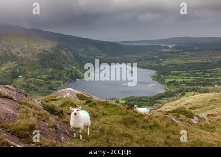 Healy Pass, Cork, Irlande. 22 août 2020. Les moutons se promènent sur le flanc de la montagne surplombant le lac Glanmore, à la frontière entre Cork et Kerry, au col Healy, Co. Cork, en Irlande. - crédit; David Creedon / Alamy Live News Banque D'Images