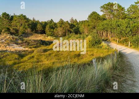 Chemin à travers la forêt légère dans les dunes sur la côte de la mer du Nord dans la soirée. Banque D'Images