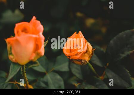 Rose de couleur safran au foyer avec des feuilles vertes derrière et arrière-plan noir Banque D'Images