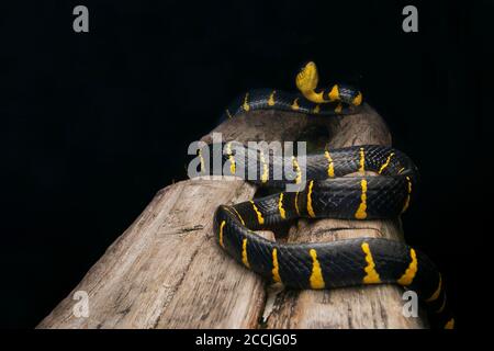 Serpent à chat en anneau doré en rondins, portrait de serpent à chat de mangrove Banque D'Images