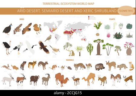 Biome du désert, biome du shruband xeric, infographie sur la région naturelle. Carte du monde de l'écosystème terrestre. Animaux, oiseaux et végétations ensemble de conception isométrique. Illustration de Vecteur