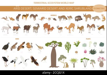 Biome du désert, biome du shruband xeric, infographie sur la région naturelle. Carte du monde de l'écosystème terrestre. Animaux, oiseaux et végétations ensemble de conception isométrique. Illustration de Vecteur