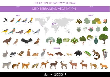 Biome de la végétation méditerranéenne, infographie sur la région naturelle. Carte du monde de l'écosystème terrestre. Ensemble animaux, oiseaux et végétation. Illustration vectorielle Illustration de Vecteur