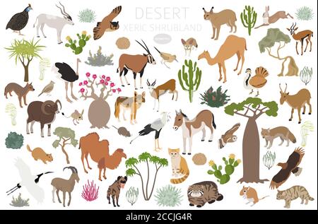 Biome du désert, biome du shruband xeric, infographie sur la région naturelle. Carte du monde de l'écosystème terrestre. Animaux, oiseaux et végétations ensemble de conception isométrique. Illustration de Vecteur