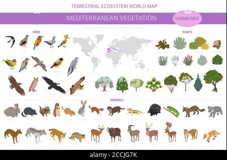 Biome de la végétation méditerranéenne, infographie sur la région naturelle. Carte du monde de l'écosystème terrestre. Animaux, oiseaux et végétations ensemble de conception isométrique. Vect Illustration de Vecteur