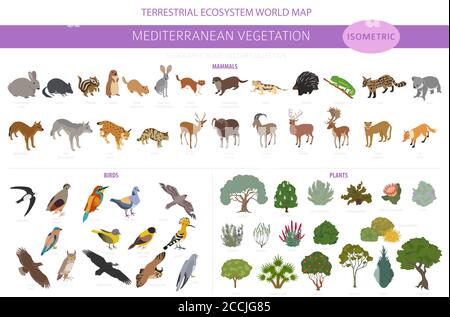 Biome de la végétation méditerranéenne, infographie sur la région naturelle. Carte du monde de l'écosystème terrestre. Animaux, oiseaux et végétations ensemble de conception isométrique. Vect Illustration de Vecteur