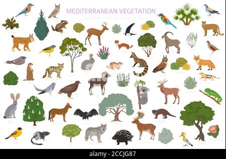 Biome de la végétation méditerranéenne, infographie sur la région naturelle. Carte du monde de l'écosystème terrestre. Ensemble animaux, oiseaux et végétation. Illustration vectorielle Illustration de Vecteur