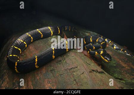 Serpent à chat en anneau doré en rondins, portrait de serpent à chat de mangrove Banque D'Images