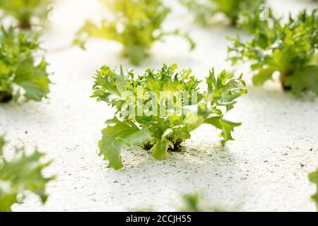 Légumes hydroponiques. Méthode hydroponique de croissance des plantes utilisant des solutions nutritives minérales, dans l'eau, sans sol. Fermez l'usine de culture hydroponique. Banque D'Images