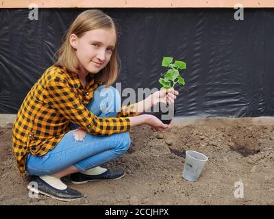 Belle jeune fille blonde blanche souriante en serre tient une plantule de concombre avant de la planter dans le sol, scène sur le fond de bla Banque D'Images