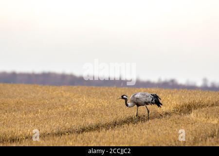 les grues eurasiennes atterrtent sur un champ de korn récolté Banque D'Images