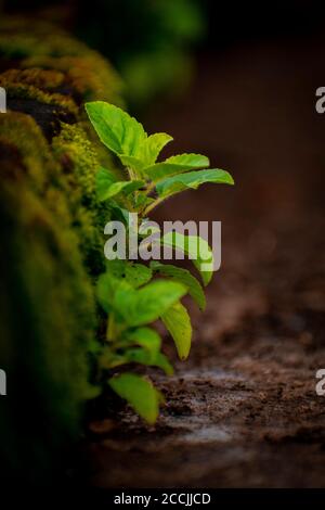 La plante la plus utile Tulsi ( Saint-Basil ) au Bangladesh. Banque D'Images