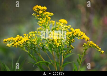 Golden Rod, Solidago virgaurea ou fleur d'or européenne en été aux pays-Bas Banque D'Images