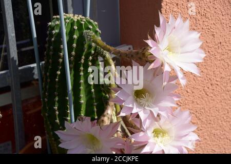 gros plan de la belle floraison echinopsis cactus en août Banque D'Images