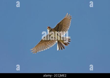 SKYLARK (Alauda arvensis) chantant et planant pendant le vol d'exposition, Royaume-Uni. Banque D'Images