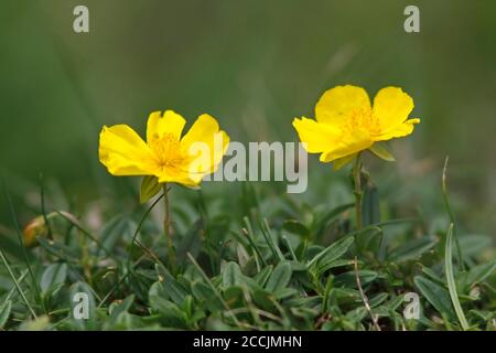 ROSIER COMMUN (Helianthemum nummularium), Écosse, Royaume-Uni. Banque D'Images