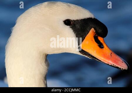 TÊTE et visage MUTE SWAN, Royaume-Uni. Banque D'Images