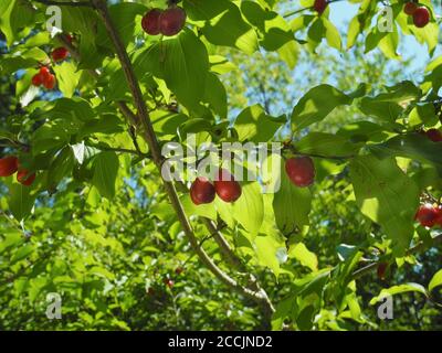 Autriche, arbuste aux baies fraîches de cerise cornéenne européenne, les baies sont comestibles et utilisées pour l'esprit, la nourriture et la marmelade Banque D'Images