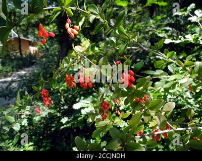 Autriche, arbuste avec des baies fraîches de Berberis vulgaris aka barberry commune, les baies sont comestibles mais surtout acides et utilisés pour la cuisine, la nourriture et ma Banque D'Images