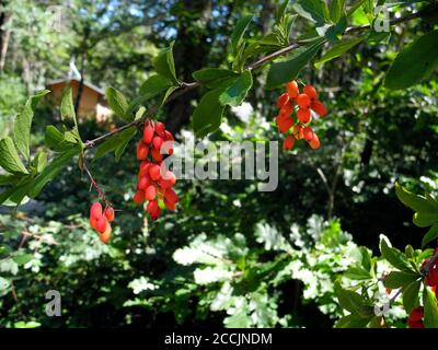 Autriche, arbuste avec des baies fraîches de Berberis vulgaris aka barberry commune, les baies sont comestibles mais surtout acides et utilisés pour la cuisine, la nourriture et ma Banque D'Images