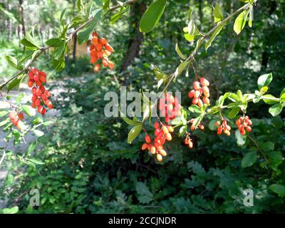 Autriche, arbuste avec des baies fraîches de Berberis vulgaris aka barberry commune, les baies sont comestibles mais surtout acides et utilisés pour la cuisine, la nourriture et ma Banque D'Images