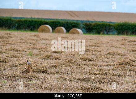 East Lothian, Écosse, Royaume-Uni, 23 août 2020. Météo au Royaume-Uni : paysage agricole ensoleillé. Un lièvre brun camouflé contre le chaume d'un champ de blé Banque D'Images