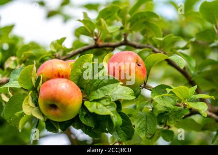 Ancienne variété de pommes, Prince Albrecht de Prusse, verger de prairie, pomme de dessert, pommier, Hémer, NRW, Allemagne, Banque D'Images
