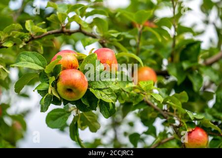 Ancienne variété de pommes, Prince Albrecht de Prusse, verger de prairie, pomme de dessert, pommier, Hémer, NRW, Allemagne, Banque D'Images